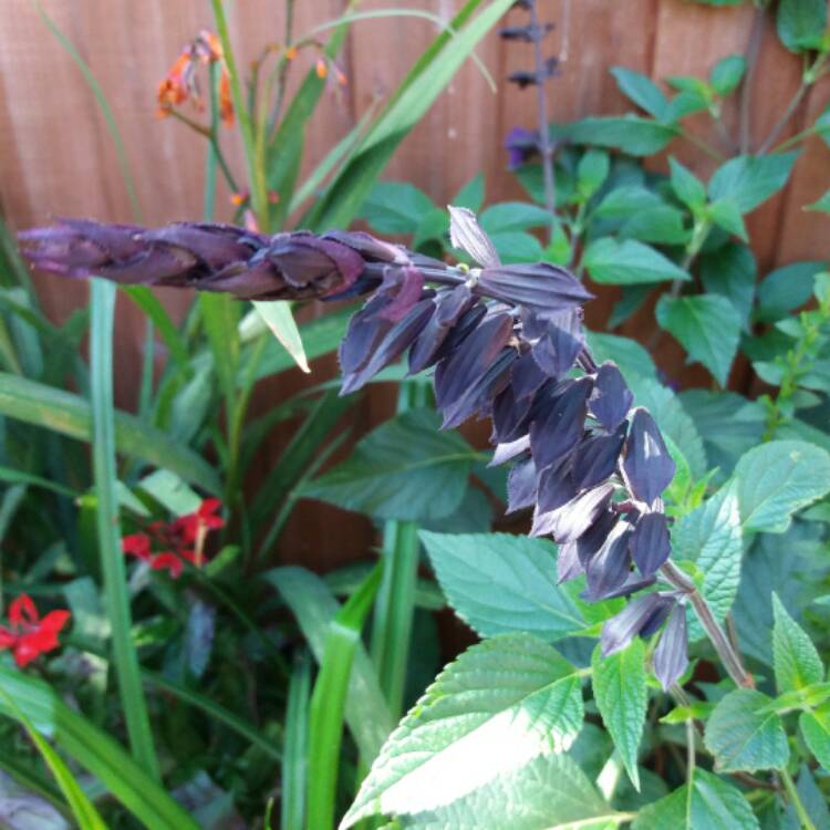 plant image 534810