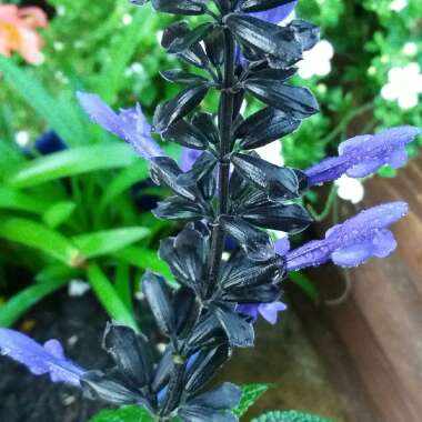 Salvia Guaranitica 'Black and Blue'