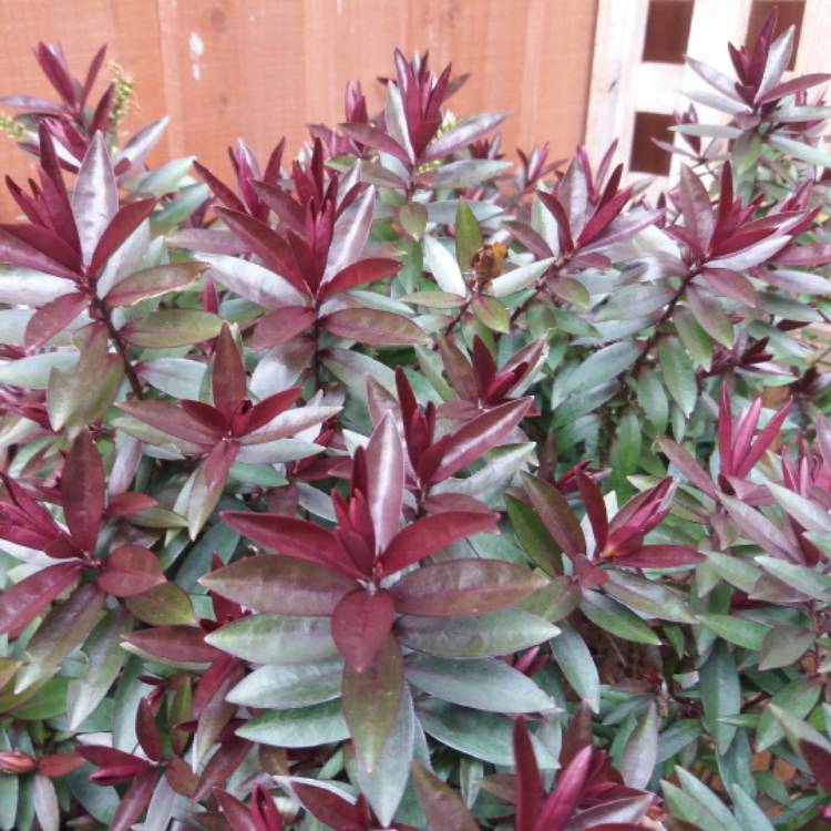 Plant image Hebe