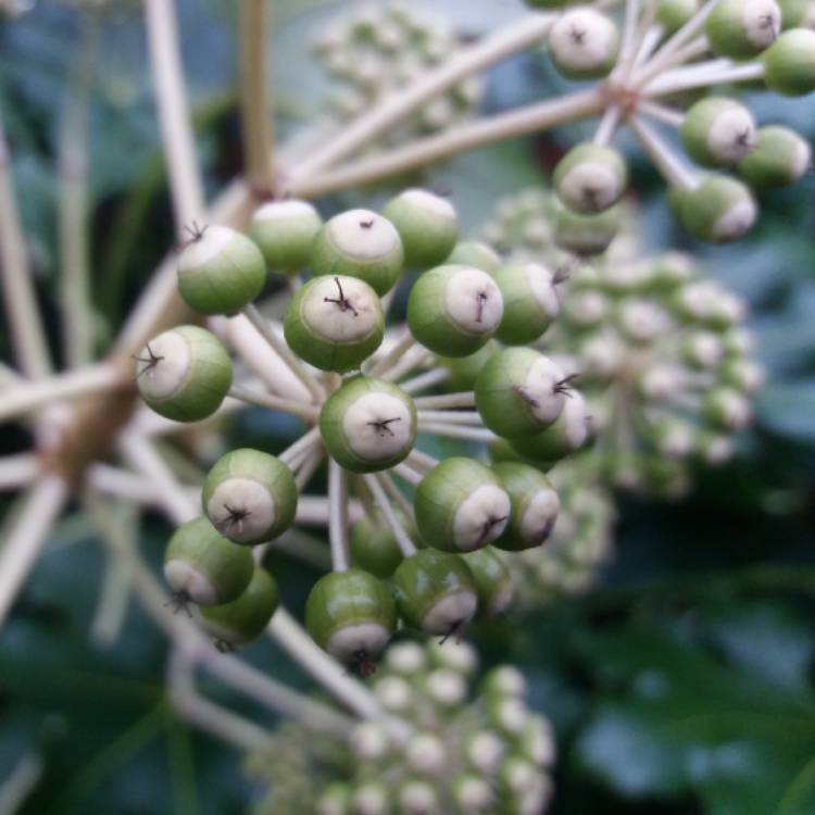 Plant image Fatsia japonica  syn. Aralia japonica