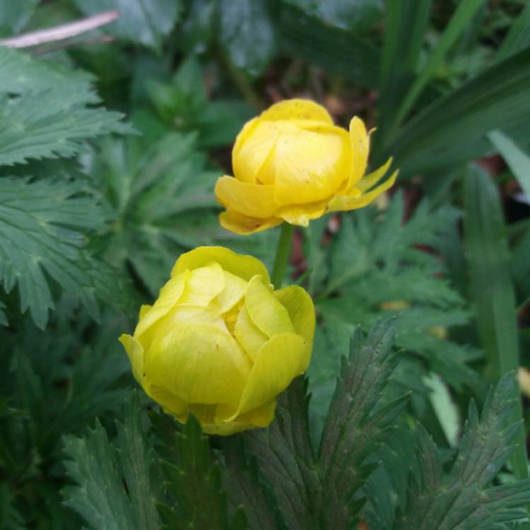 plant image 727100