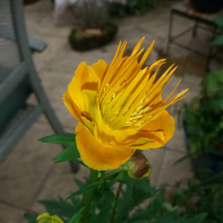 plant image 735564 plant image 735564