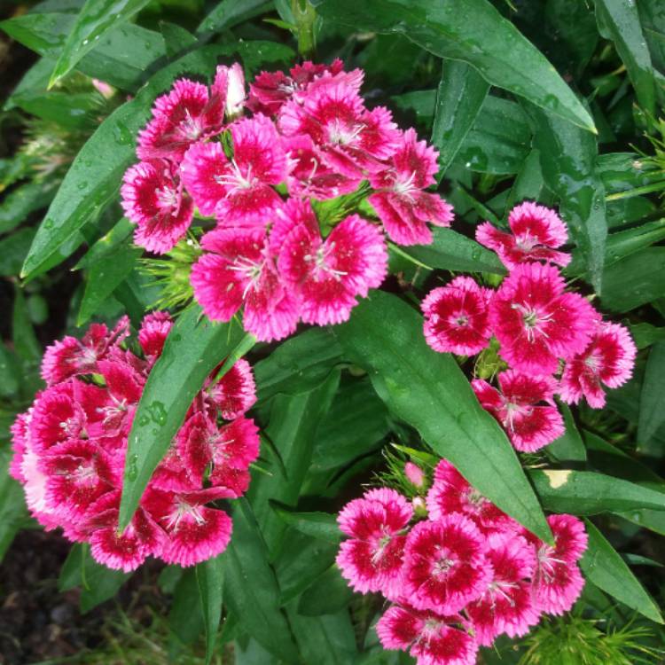 plant image 735568