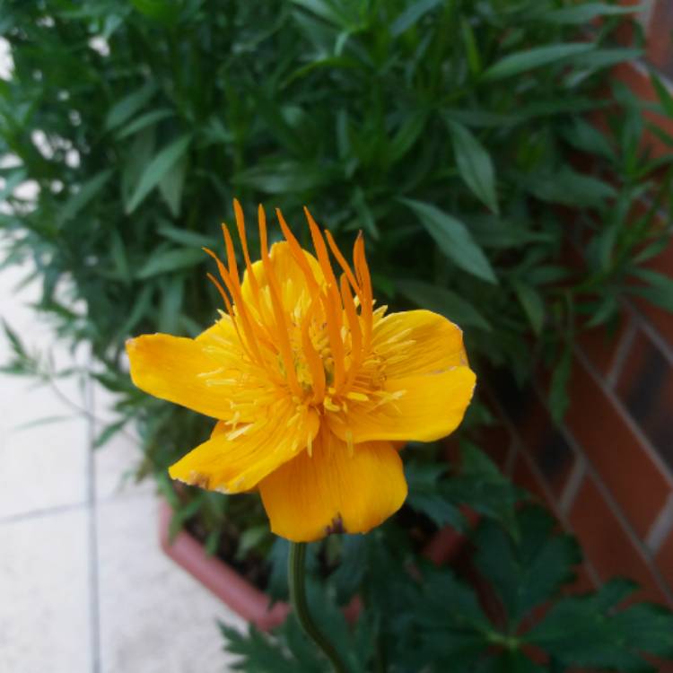 plant image 768090 plant image 768090