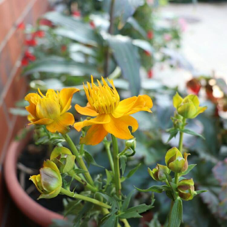 plant image 834050 plant image 834050