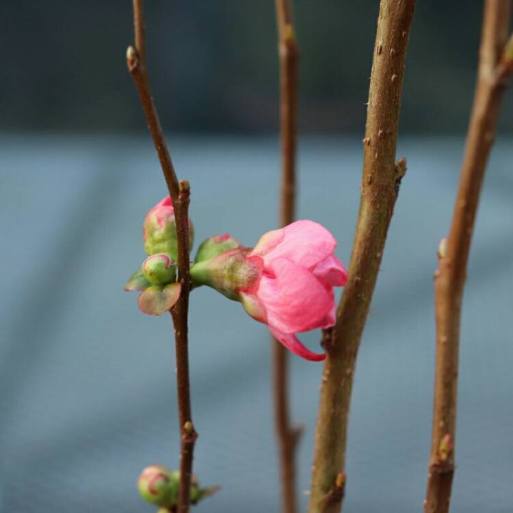 Plant image Chaenomeles x superba 'Pink Lady'