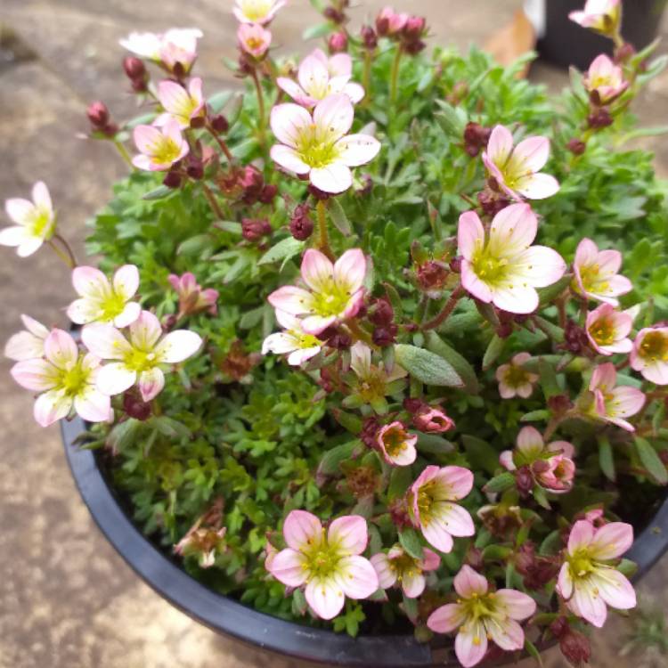 plant image 967987