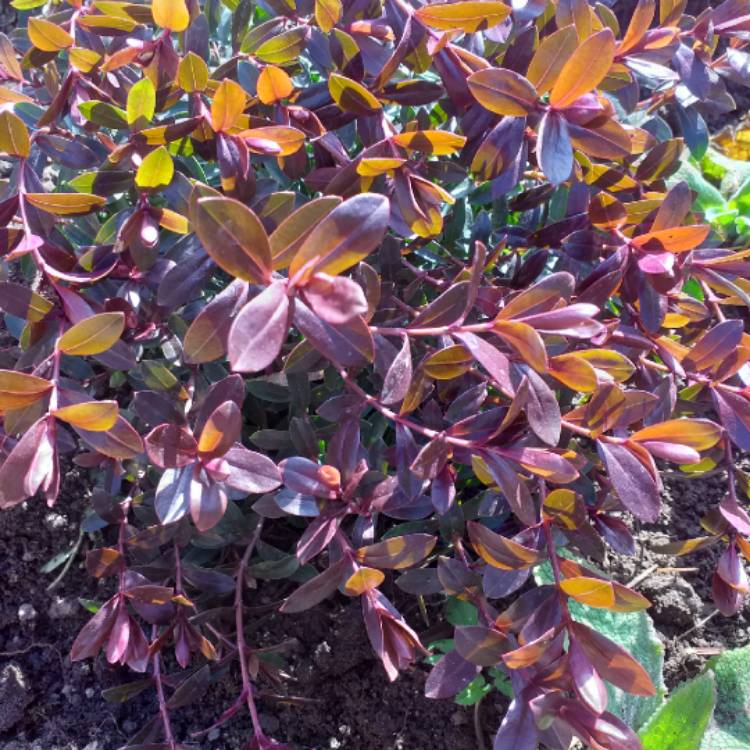 Plant image Hebe 'Tull 303' syn. Hebe 'Matty Brown'
