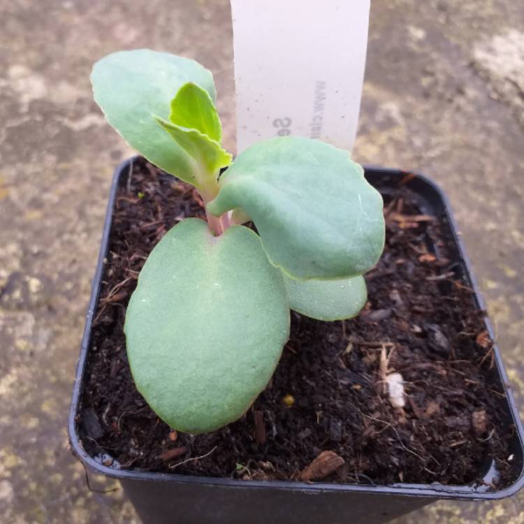 plant image 969649