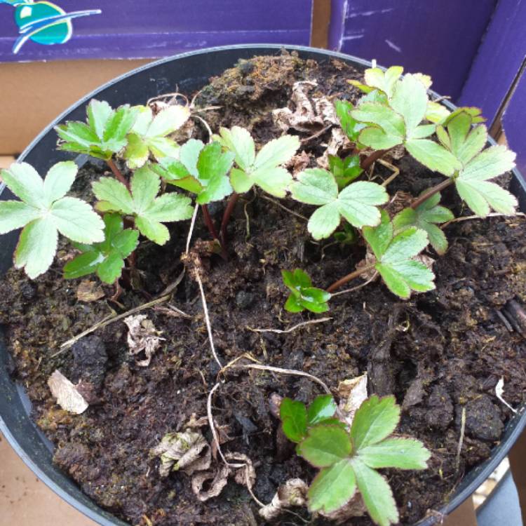 plant image 980850