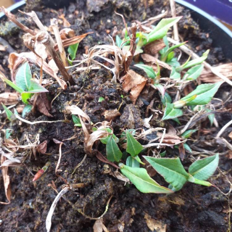 Plant image Persicaria amplexicaulis 'Rosea'