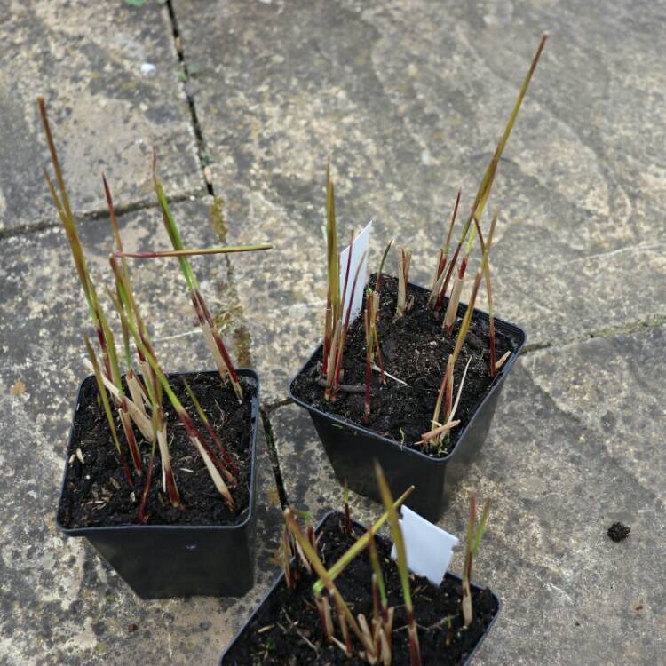 plant image 996336