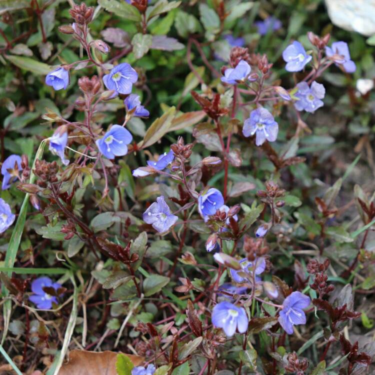plant image 997395 plant image 997395