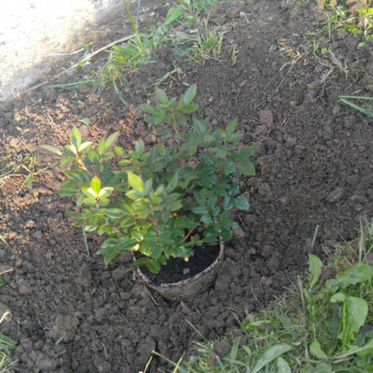 plant image 419546