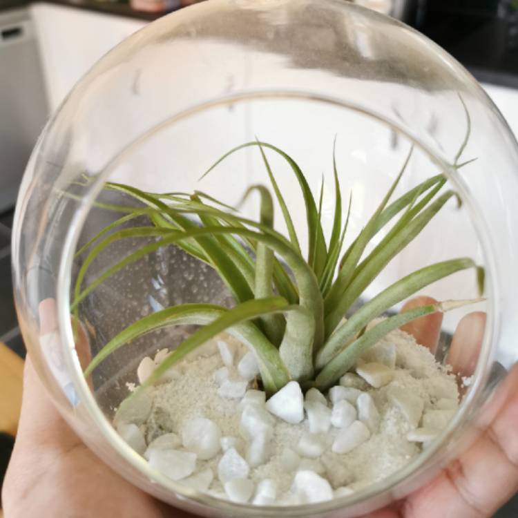 plant image 1110244