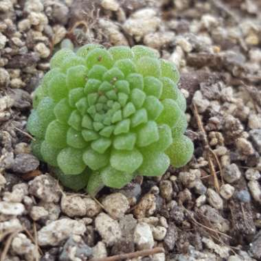 Monanthes Polyphylla