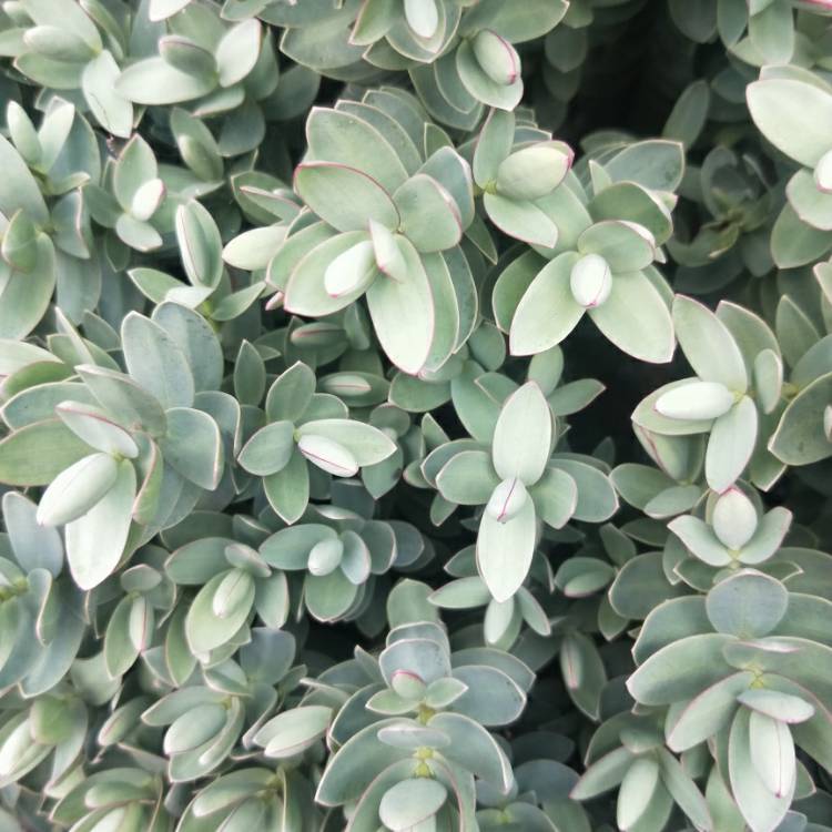 Plant image Hebe glaucophylla