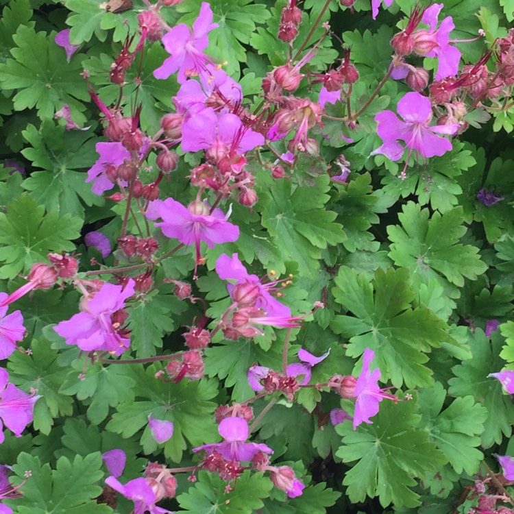 Plant image Geranium clarkei 'Kashmir Purple'