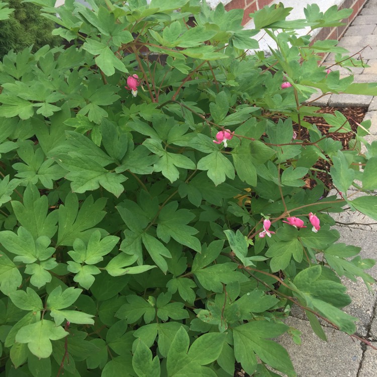 plant image 452460