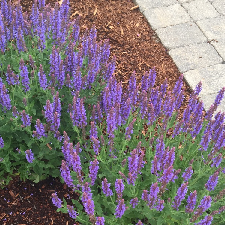 Plant image Salvia nemorosa 'Ostfriesland' syn. Salvia nemorosa 'East Friesland'