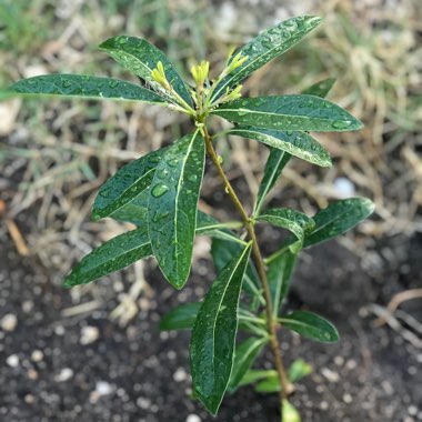 Pittosporum