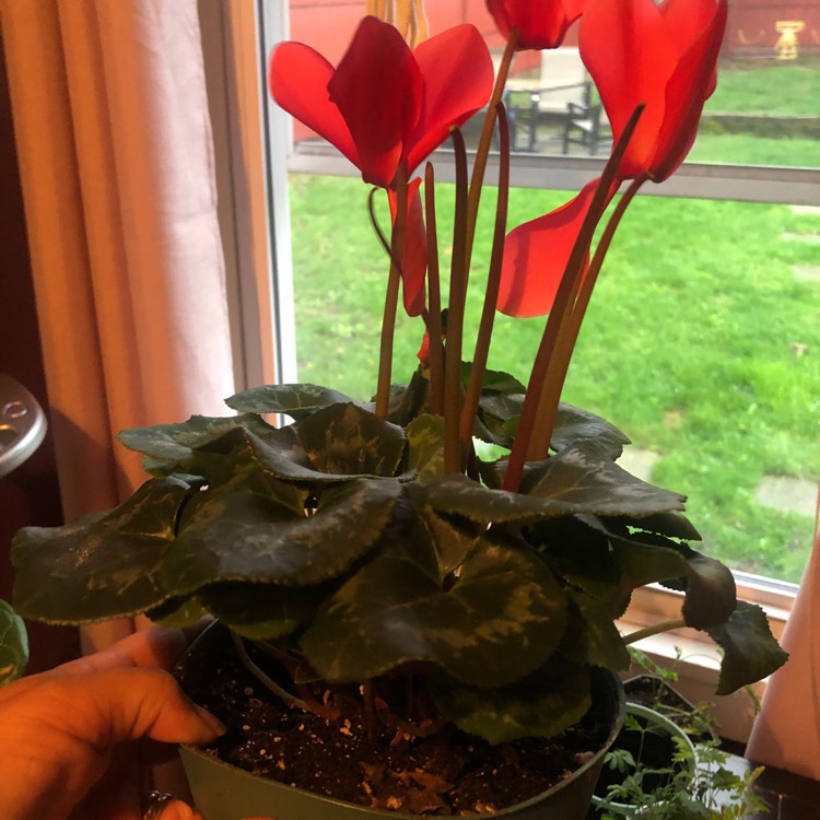Plant image Cyclamen hederifolium var. confusum syn. Cyclamen confusum
