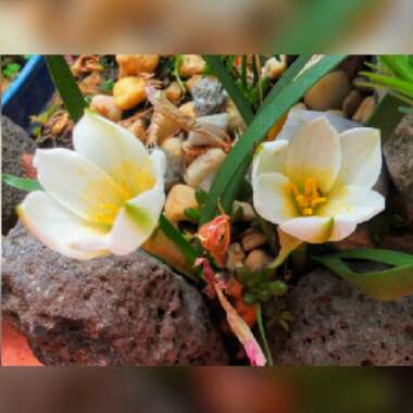 Zephyranthes Sessilis