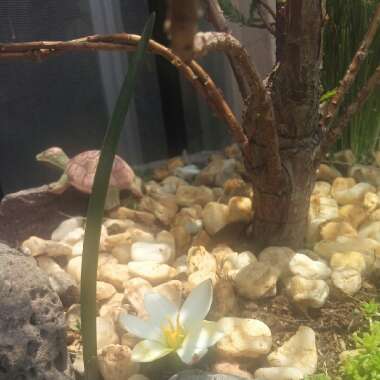 Zephyranthes Sessilis