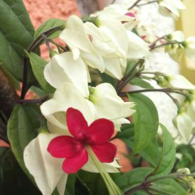 Clerodendrum thomsoniae