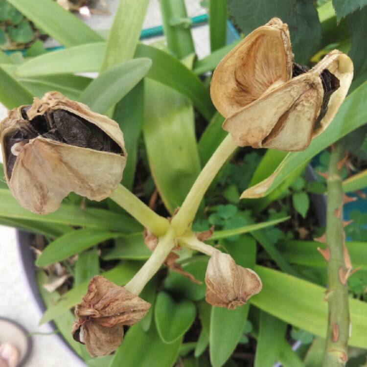 plant image 1010289