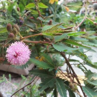 Mimosa pudica