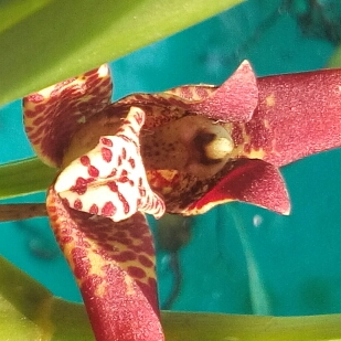 Plant image Maxillaria tenuifolia