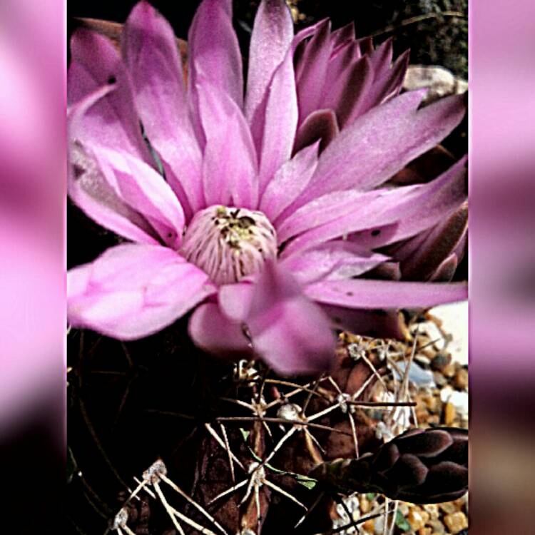plant image 1104249