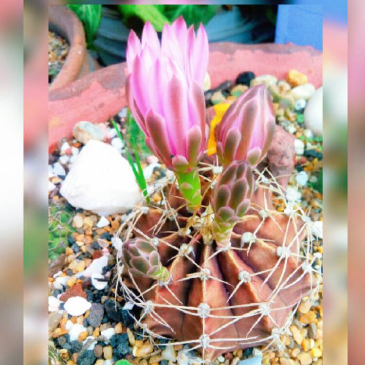 plant image 1104278