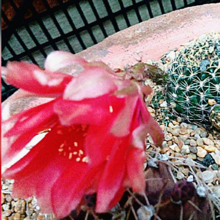 plant image 1104625