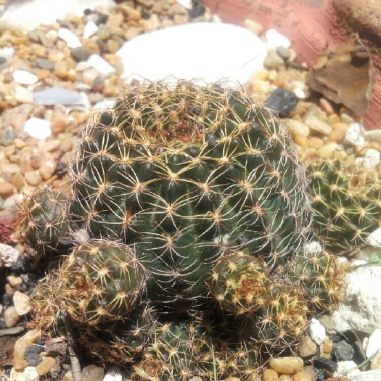 plant image 1104649