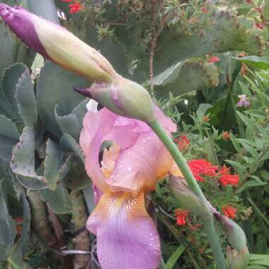 Iris x germanica