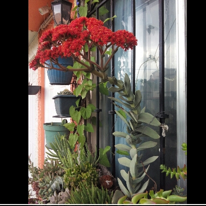 plant image 1125517