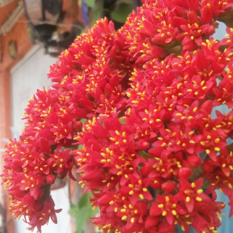 plant image 1126355