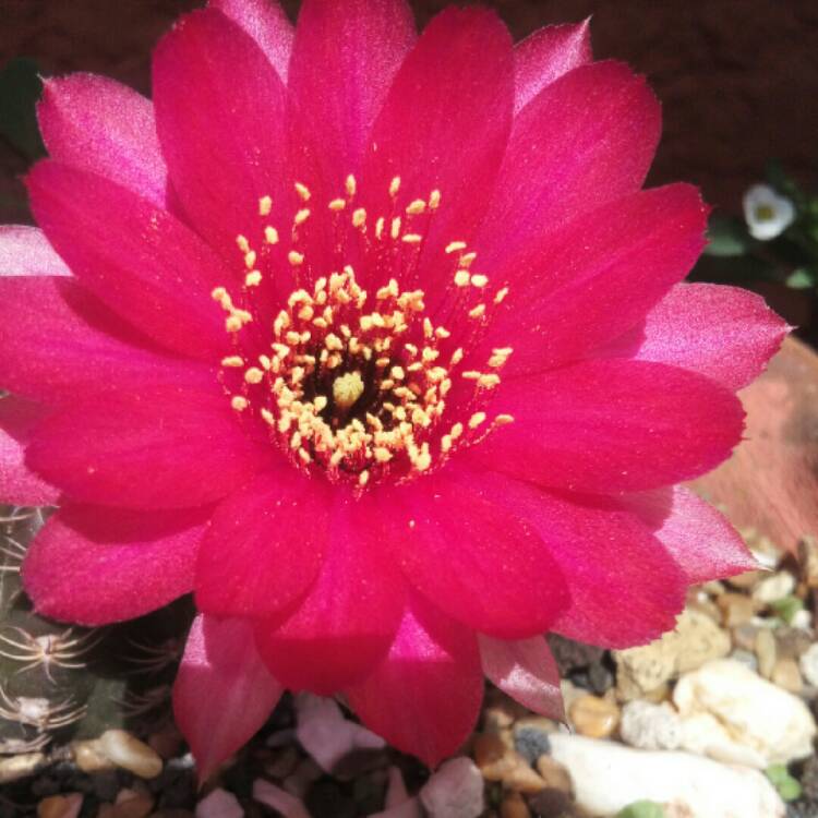 plant image 1126497