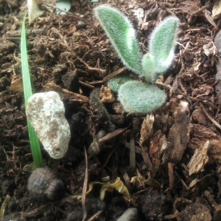 plant image 1136215
