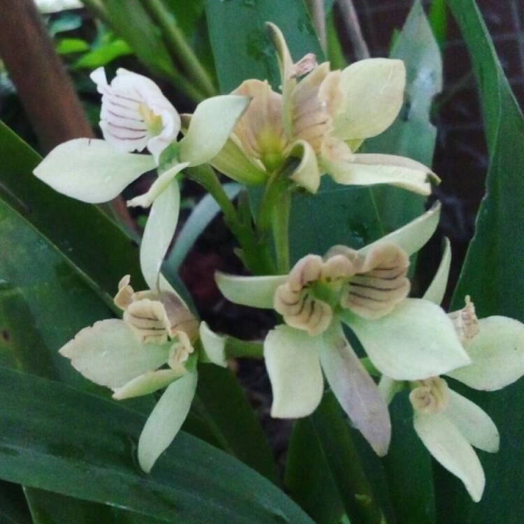 plant image 1145740