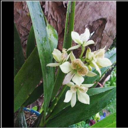 Plant image Prosthechea Fragans
