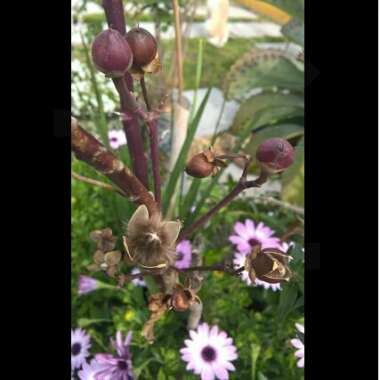 Ipomoea carnea