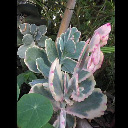 plant image 1206841