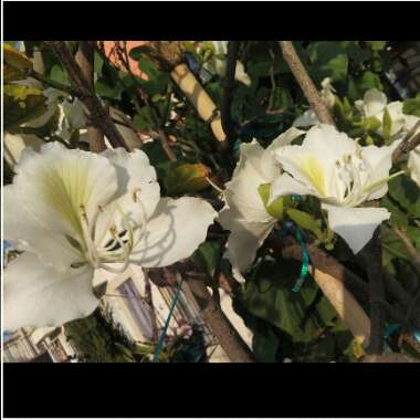 Bauhinia forficata