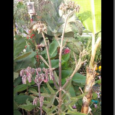 Kalanchoe daigremontiana syn. Bryophyllum daigremontianum