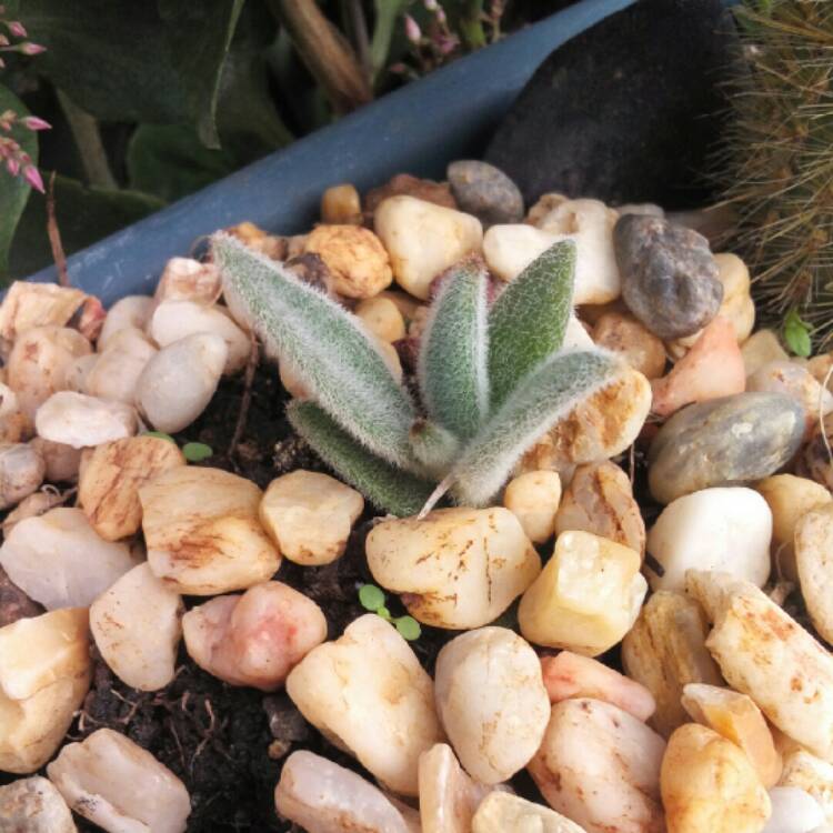 plant image 1206861
