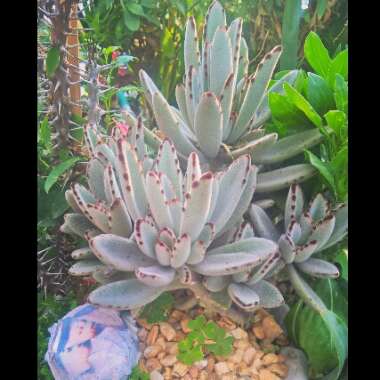 Kalanchoe tomentosa
