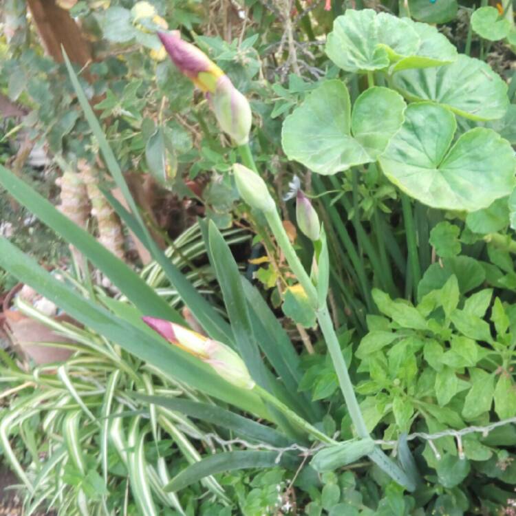 plant image 1222506